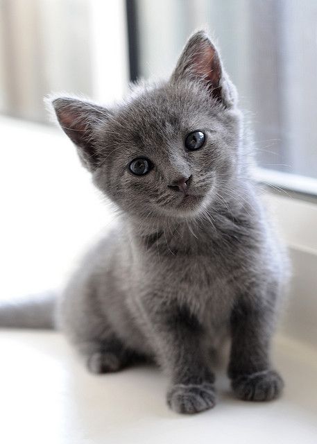 A photo of a grey kitten.