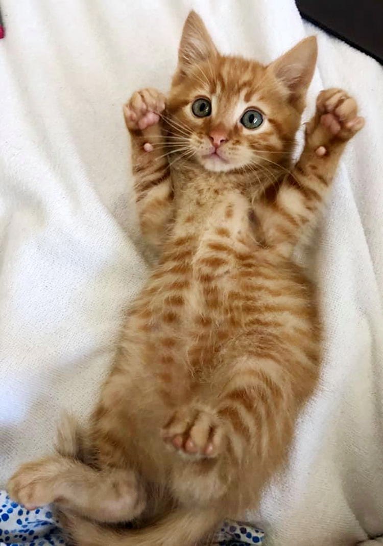 A photo of an orange tabby kitten