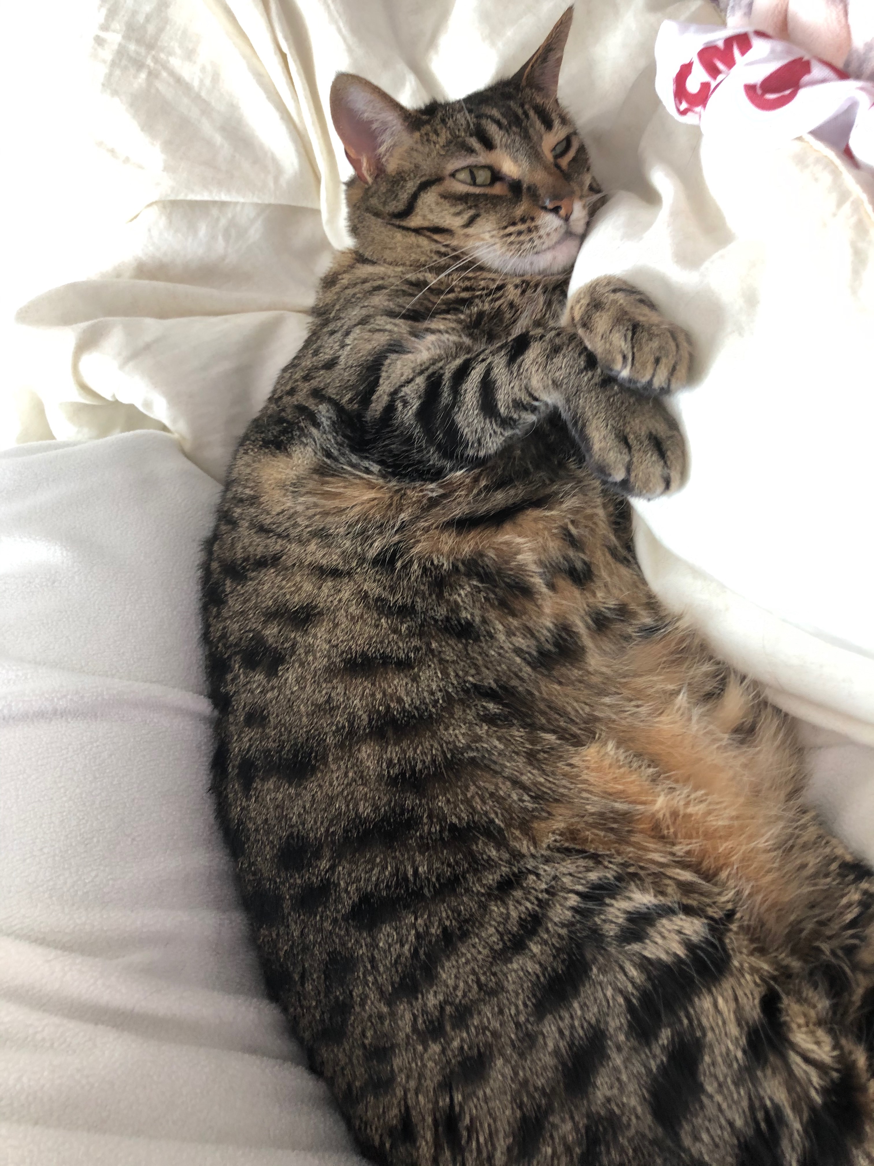 a photo of my cat, Penelope, on her back with her belly showing